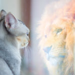Cat looking at mirror and sees itself as a lion. Self esteem or desire concept.