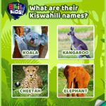 Koala, Kangaru, Chui, Ndovu